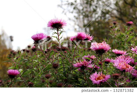 Half-closed pink aster flowers in a garden in partial shade on a sunny autumn day Half-closed pink aster flowers in a garden in partial shade on a sunny autumn day 132871382