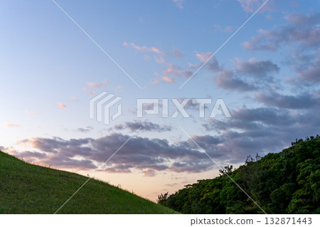 Big tree on the hill 132871443