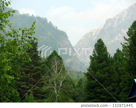 The photograph depicts a dense coniferous forest on a mountainside. Tall pines and spruces create a dense wall of green. In the distance, mountains shrouded in mist are visible.  132871445