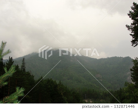 The photograph depicts a dense coniferous forest on a mountainside. Tall pines and spruces create a dense wall of green. In the distance, mountains shrouded in mist are visible. .. The photograph depicts a dense coniferous forest on a mountainside. Tall pines and spruces create a dense wall of green. In the distance, mountains shrouded in mist are visible. .. 132871446