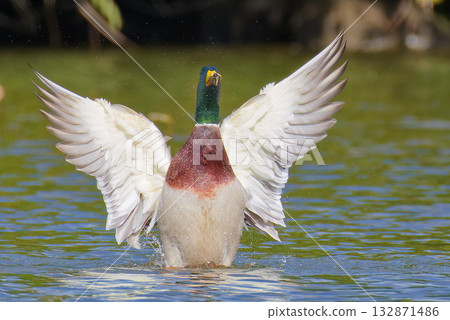 Male Mallard flapping its wings in the river 132871486
