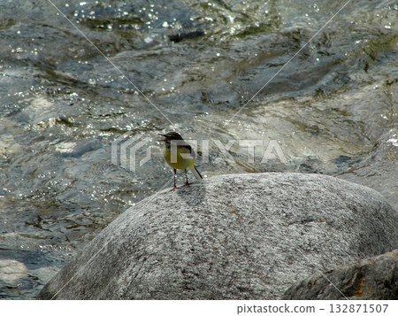 One grey bird sits on a stone near the water. One grey bird sits on a stone near the water. 132871507