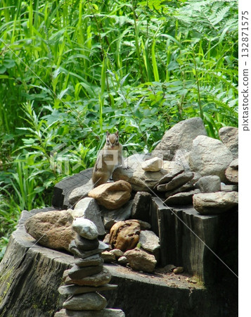 small, brown, striped Siberian ground squirrel is looking for food. small, brown, striped Siberian ground squirrel is looking for food. 132871575