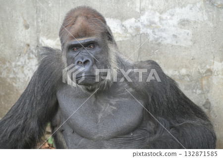 A gorilla who may have three nipples on his chest 132871585