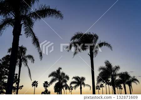 Palm trees and sunsets Palm trees and sunsets 132871609