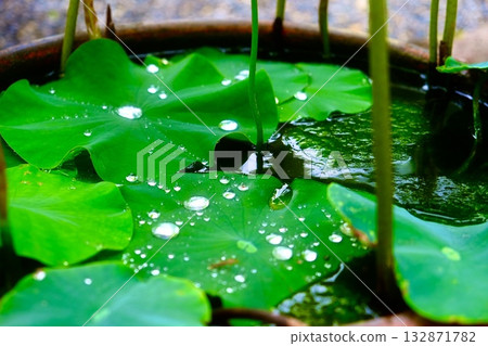 rain rain 132871782