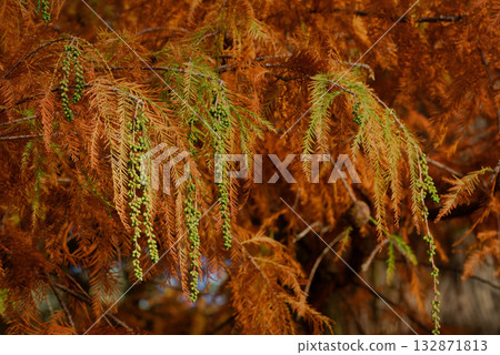 Vibrant autumn colors of a Bald Cypress (Taxodium distichum)  132871813