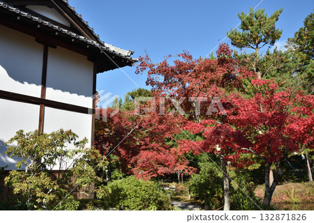 Maple trees behind the Reikoden Hall at Toji-in Temple (Kita Ward, Kyoto City) 132871826