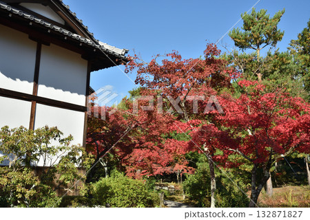 Maple trees behind the Reikoden Hall at Toji-in Temple (Kita Ward, Kyoto City) 132871827