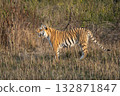 wild female bengal tiger or panthera tigris cub jim corbett national park forest reserve uttarakhand india. sub adult tiger side profile standing in dhikala grassland winter safari golden hour light 132871847