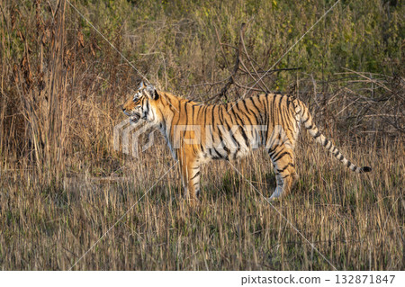 wild female bengal tiger or panthera tigris cub jim corbett national park forest reserve uttarakhand india. sub adult tiger side profile standing in dhikala grassland winter safari golden hour light 132871847