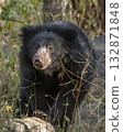 Sloth bear Melursus ursinus or Indian bear eye contact closeup wild adult male face expression in natural habitat and green background Dangerous black animal Ranthambore National Park Rajasthan India 132871848