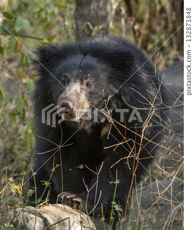 Sloth bear Melursus ursinus or Indian bear eye contact closeup wild adult male face expression in natural habitat and green background Dangerous black animal Ranthambore National Park Rajasthan India Sloth bear Melursus ursinus or Indian bear eye contact closeup wild adult male face expression in natural habitat and green background Dangerous black animal Ranthambore National Park Rajasthan India 132871848