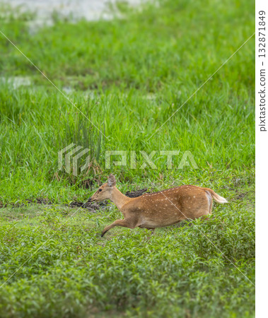 wild female Barasingha or Rucervus duvaucelii or Swamp deer elusive vulnerable animal species running in natural scenic grassland at kanha national park forest tiger reserve madhya pradesh india asia wild female Barasingha or Rucervus duvaucelii or Swamp deer elusive vulnerable animal species running in natural scenic grassland at kanha national park forest tiger reserve madhya pradesh india asia 132871849