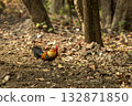wild male Red junglefowl or Gallus gallus bird wild ancestor of the domestic fowl or chicken walking in safari at pilibhit national park forest reserve uttar pradesh india asia 132871850