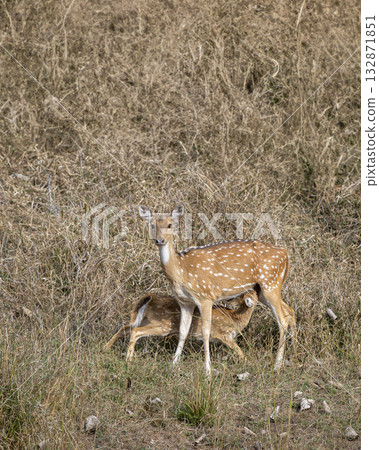 baby fawn feeding milk from his female mother spotted deer or chital or axis deer or axis axis in outdoor wildlife safari wild grassland of dhikala jim corbett national park forest uttarakhand india baby fawn feeding milk from his female mother spotted deer or chital or axis deer or axis axis in outdoor wildlife safari wild grassland of dhikala jim corbett national park forest uttarakhand india 132871851