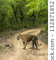 wild adult male bengal male tiger or panthera tigris walking crossing scenic forest road track in natural green background ranthambore national park forest reserve sawai madhopur rajasthan india asia 132871852