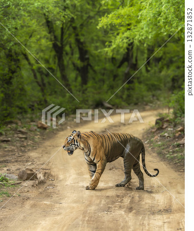 wild adult male bengal male tiger or panthera tigris walking crossing scenic forest road track in natural green background ranthambore national park forest reserve sawai madhopur rajasthan india asia 132871852