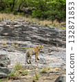 wild female bengal tiger or panthera tigris mother tigress and her cub overcast rainy day with head turn up above on hill rock terrain walking ranthambore national park forest reserve rajasthan india 132871853