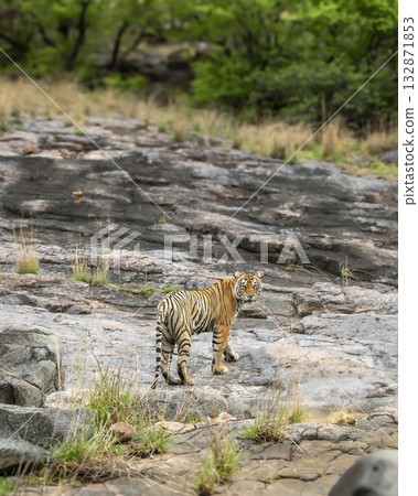 wild female bengal tiger or panthera tigris mother tigress and her cub overcast rainy day with head turn up above on hill rock terrain walking ranthambore national park forest reserve rajasthan india 132871853