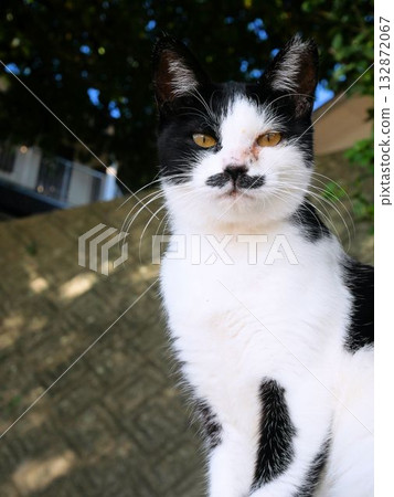 Yushima Cat: A proud black and white cat (Kamiamakusa City, Kumamoto Prefecture) 132872067