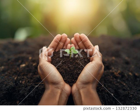 在田間照料幼苗 132872330