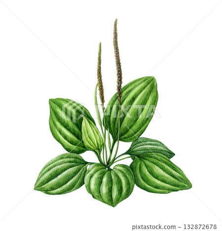 Greater plantain plant watercolor botanical illustration. Hand drawn plantago major herb medicinal healing wildflower. Fresh raw plantain herb with green leaves, flowers isolated on white background Greater plantain plant watercolor botanical illustration. Hand drawn plantago major herb medicinal healing wildflower. Fresh raw plantain herb with green leaves, flowers isolated on white background 132872678