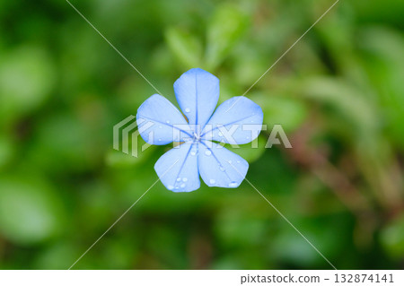 Blue snow flower special photo, water drops 132874141