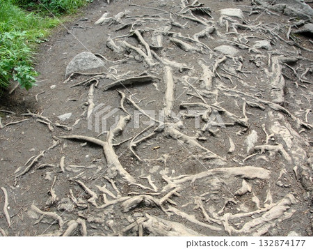 forest road made of tree roots forest road made of tree roots 132874177