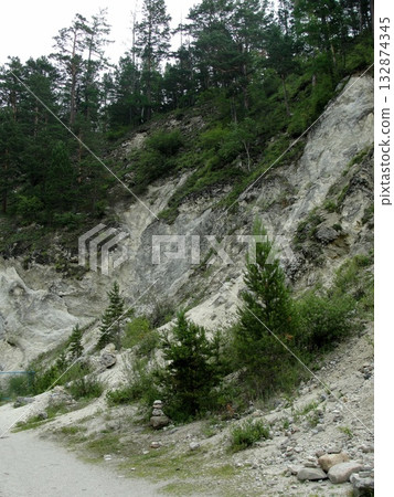 birches and pines of Buryatia.. birches and pines of Buryatia.. 132874345
