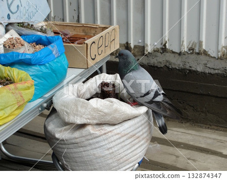 one pigeon sits on a bag of seeds one pigeon sits on a bag of seeds 132874347