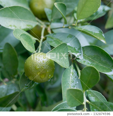 Green tangerines hanging on branches after the rain Green tangerines hanging on branches after the rain 132874596