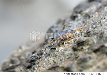 利賈異國情調 132874615