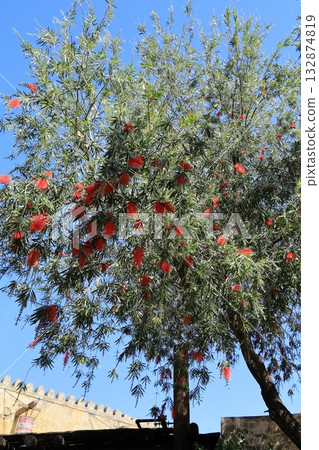 大樹，紅千層，道森河 132874819