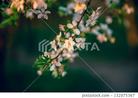 Blossoming of plum tree flowers at spring time, seasonal background 132875367