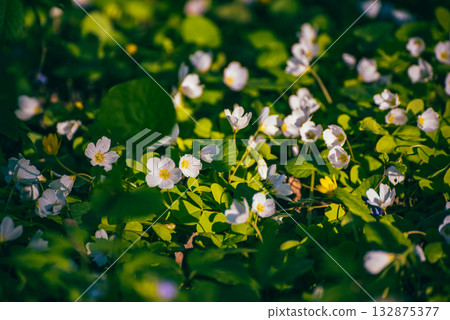 White anemone flowers growing in spring forest, natural seasonal background White anemone flowers growing in spring forest, natural seasonal background 132875377
