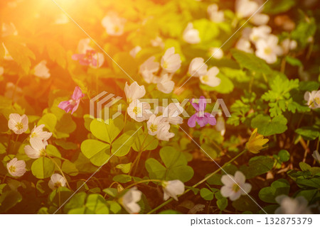 White anemone flowers growing in spring forest, natural seasonal background White anemone flowers growing in spring forest, natural seasonal background 132875379