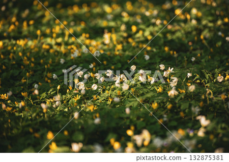 White anemone flowers growing in spring forest, natural seasonal background 132875381