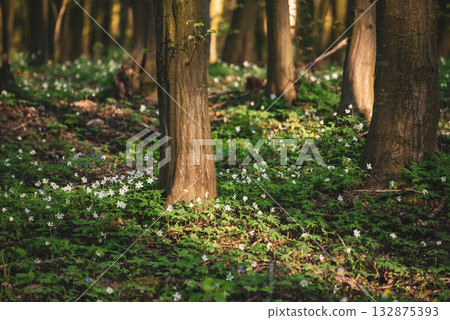 Flowering green forest with white flowers, spring nature background Flowering green forest with white flowers, spring nature background 132875393
