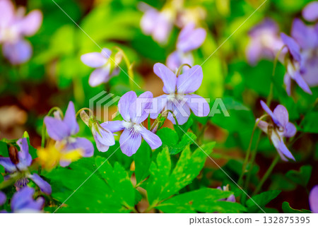 Viola reichenbachiana. Common Violet. Small purple flowers in forest at early spring Viola reichenbachiana. Common Violet. Small purple flowers in forest at early spring 132875395
