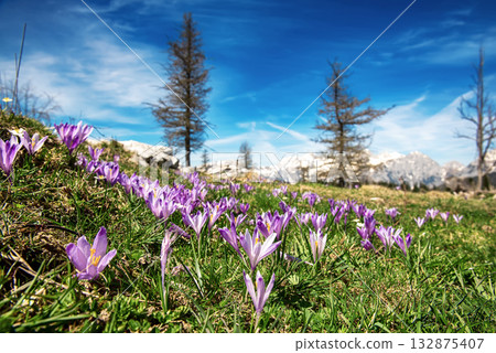 Spring crocus flowers in the green grass, Velika Planina, Kamnic, Slovenia 132875407