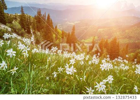 White daffodil narcissus flowers on Golica mountain in Karavanke range, Slovenia, at spring White daffodil narcissus flowers on Golica mountain in Karavanke range, Slovenia, at spring 132875433