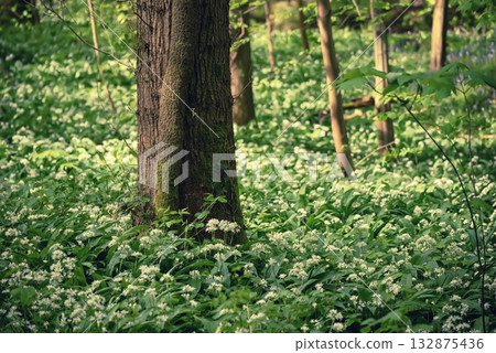 Stunning spring beech forest scene with loads of flowering ramsons - wild garlic 132875436
