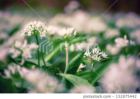 Wild garlic flowers growing in the spring forest. Ramson blossoms, seasonal background 132875442