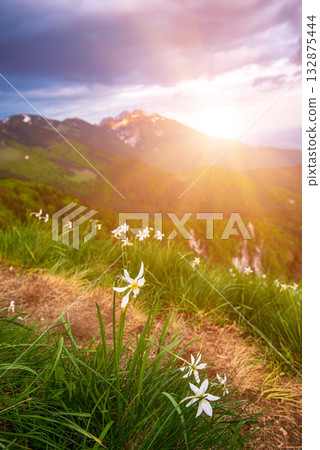 Beautiful mountain landscape with white daffodil narcissus flowers on Golica, Slovenia, at spring Beautiful mountain landscape with white daffodil narcissus flowers on Golica, Slovenia, at spring 132875444