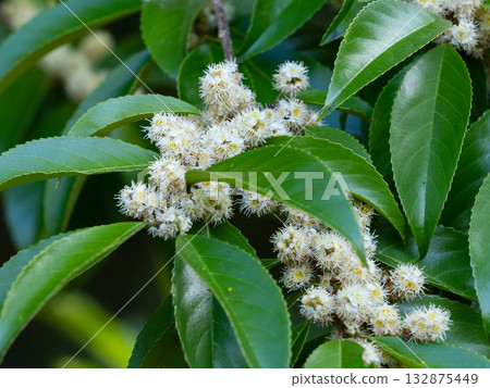 賭博樹花 132875449