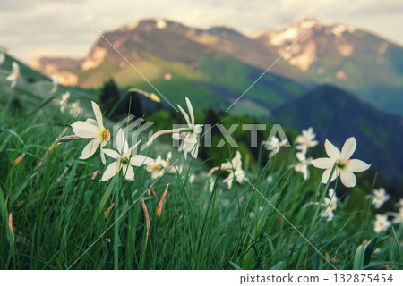 White daffodil narcissus flowers on Golica mountain in Karavanke range, Slovenia, at spring 132875454