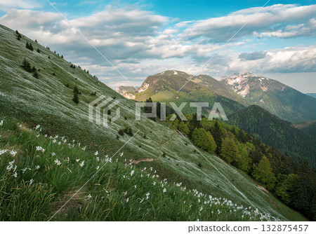 Beautiful mountain landscape with white daffodil narcissus flowers on Golica, Slovenia, at spring Beautiful mountain landscape with white daffodil narcissus flowers on Golica, Slovenia, at spring 132875457