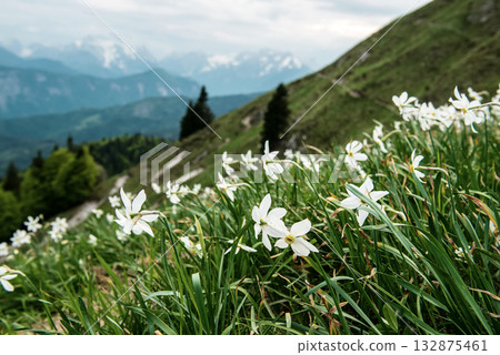 Beautiful mountain landscape with white daffodil narcissus flowers on Golica, Slovenia, at spring 132875461