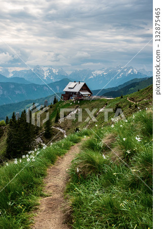 Mountain landscape with daffodil narcissus flowers and shelter house on Golica, Slovenia, at spring Mountain landscape with daffodil narcissus flowers and shelter house on Golica, Slovenia, at spring 132875465